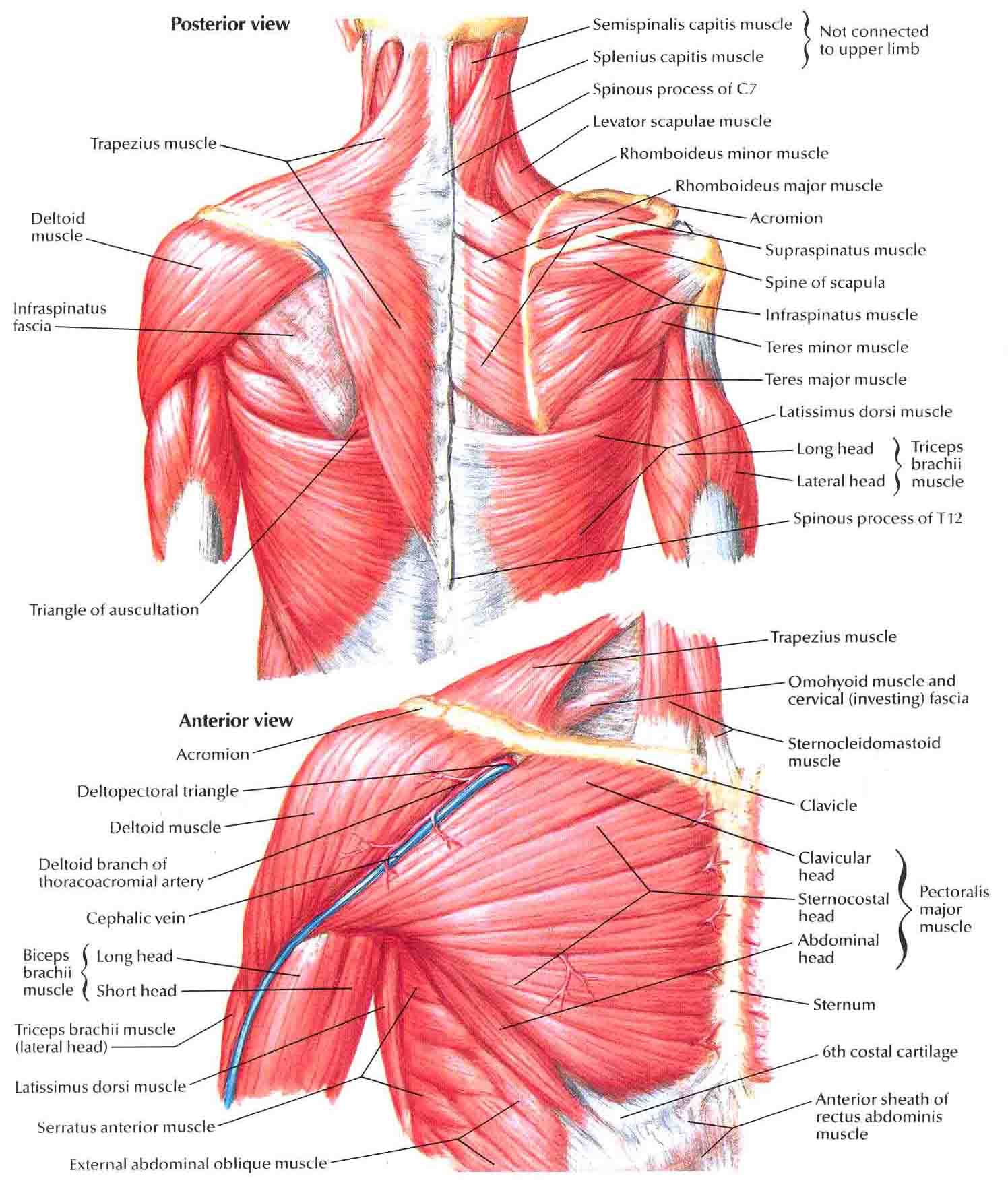 Shoulder muscle anatomy, Shoulder anatomy, Neck muscle anatomy