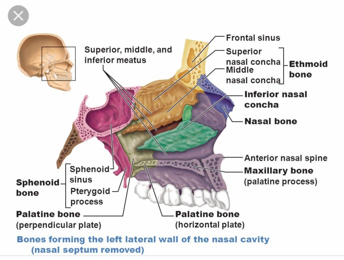 Anatomy Of The Nasal Cavity Youtube - vrogue.co