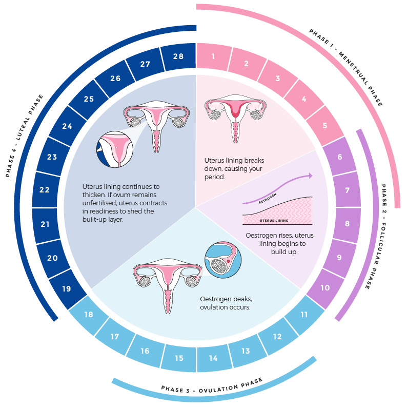 Track and Understand Your Menstrual Cycle with Libra