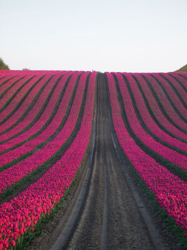 field of pink tulips All Nature, Nature Beauty, Pink Nature, Flowers ...