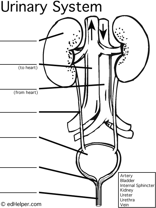 Urinary System Worksheets