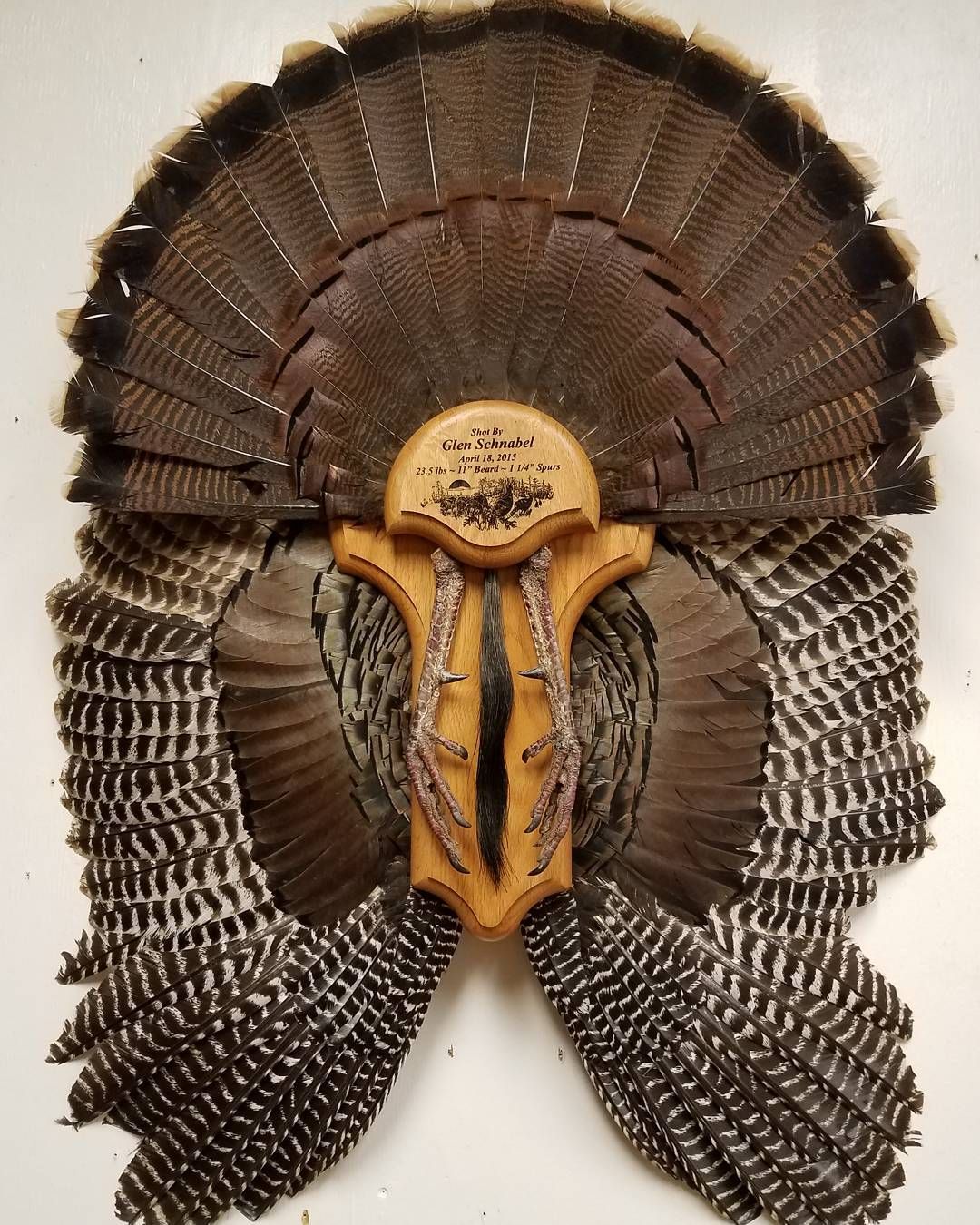 Customers Turkey fan, wing mou | Turkey mounts, Turkey fan, Turkey hunting