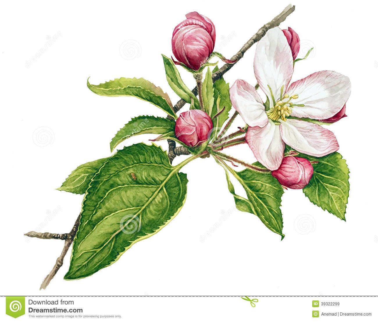 Apple Blossom Tree Drawing