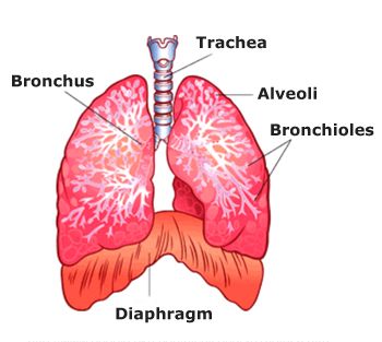 Definition of Chronic Obstructive Pulmonary Disease (#COPD): it is also ...