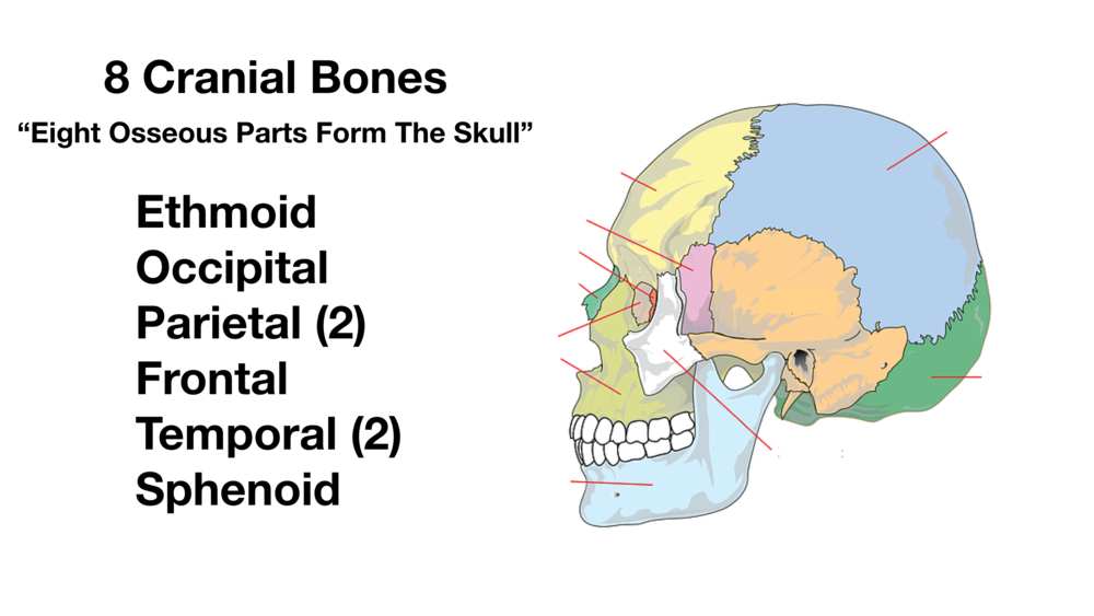 Skull Anatomy - Cranial Bone and Suture Labeled Diagram, Names ...