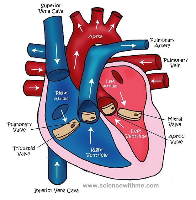 Simplest Diagram Of Heart