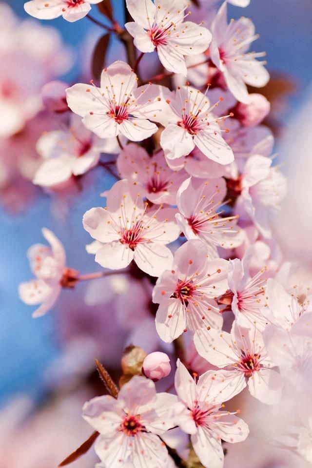 Went back to Japan for spring break like two weeks ago...had so much fun!  How I've miss… | Cherry blossom wallpaper, Flower iphone wallpaper, Pink  flowers wallpaper