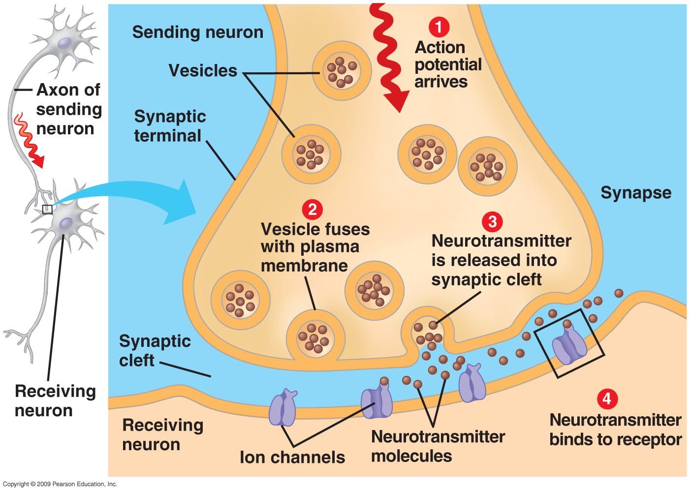 The Synapse Structure And Types Diagram Synapse Components A