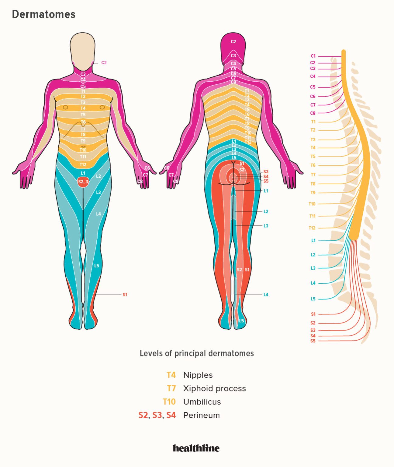 Dermatomes Diagram: Spinal Nerves and Locations | Spinal nerve, Nerve ...