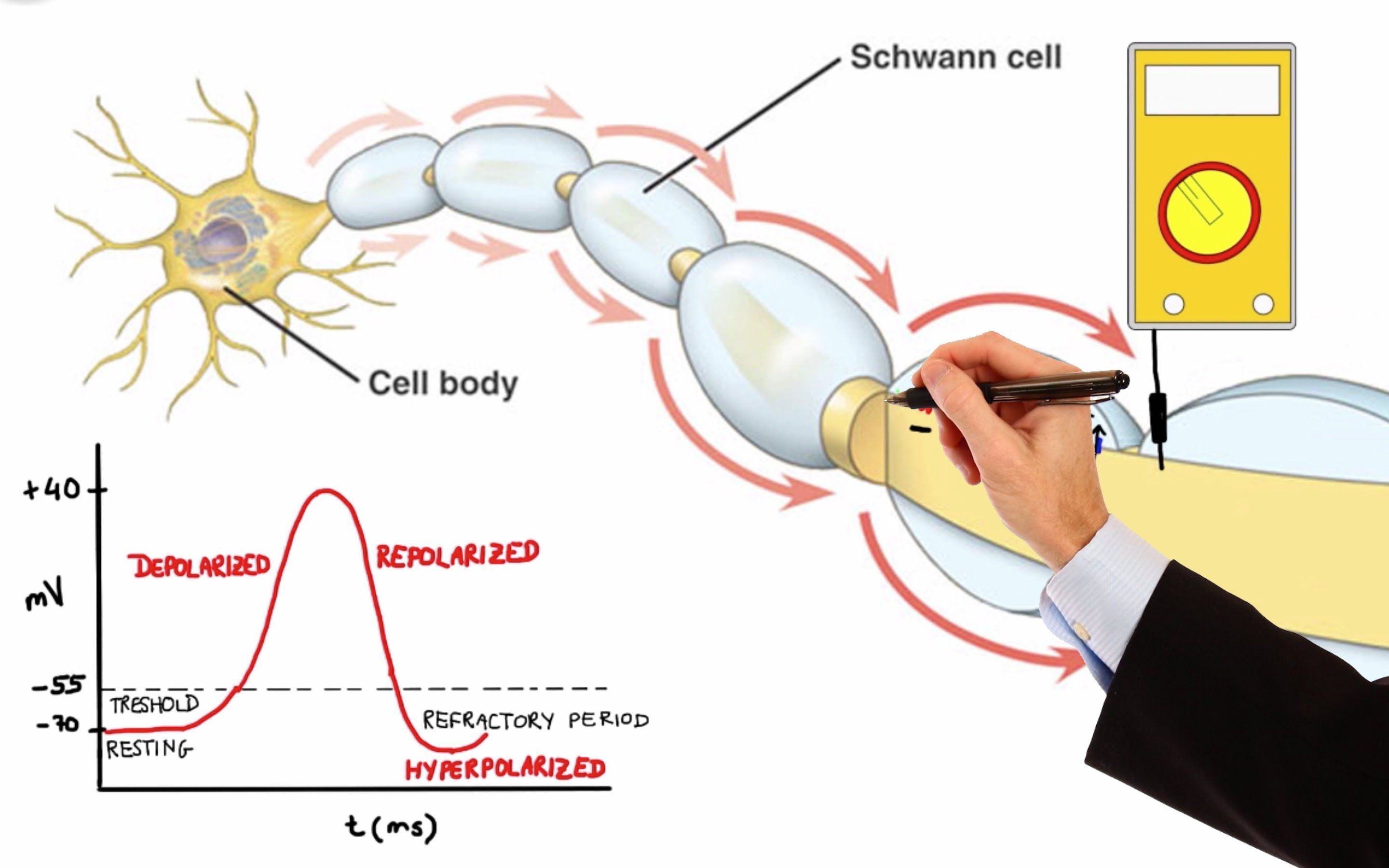 Circuits Diagram For Nerve Potential