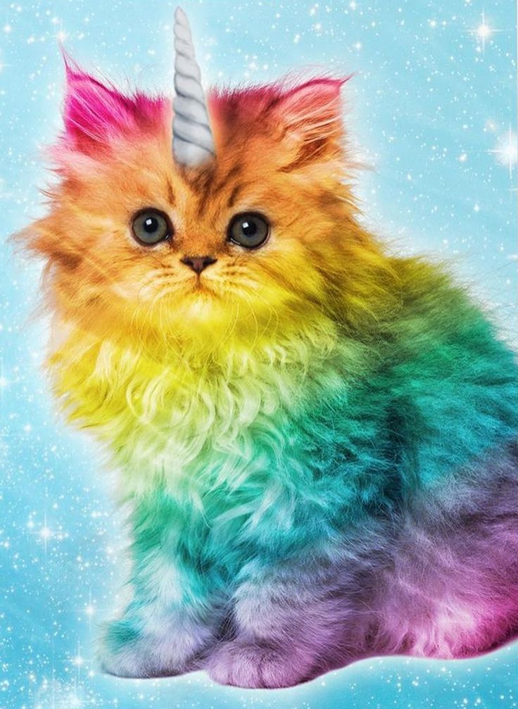 Unicorn Rainbow Cat | ... about Unicorns on Pinterest | Pegasus, A ...