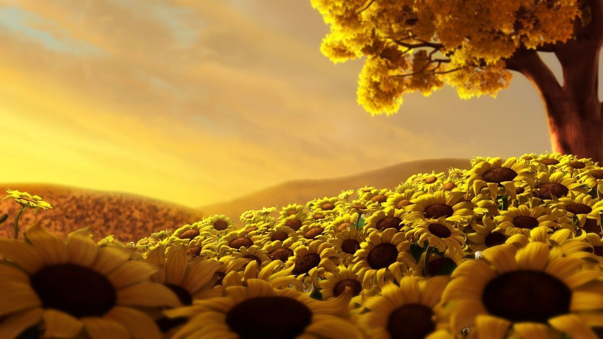 Fantasy Flower Land Sunflower Wallpaper Sunflower Fields Nature Wallpaper