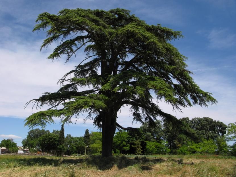 El cedro, árbol nacional del Líbano | Cedros, Cedro del líbano, Arboles  ornamentales