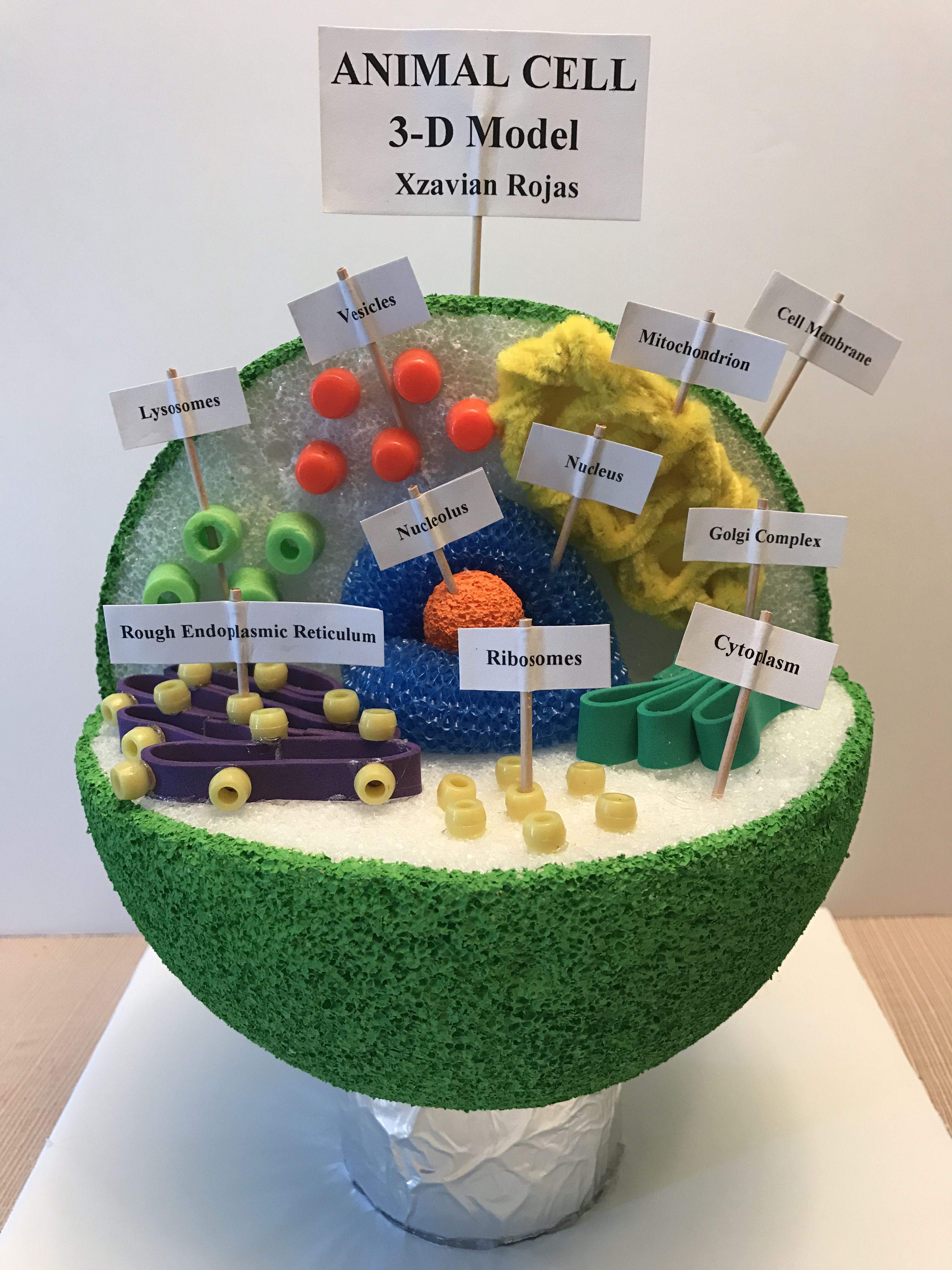 How to create 3d plant cell and animal cell models for science class ...