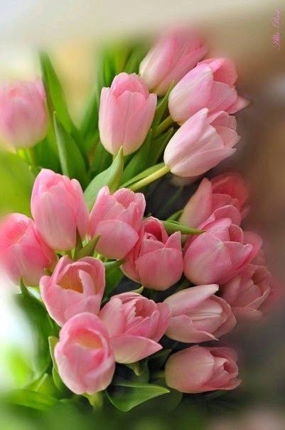 Pink Tulips, Tulips Flowers, Exotic Flowers, Amazing Flowers, My Flower ...