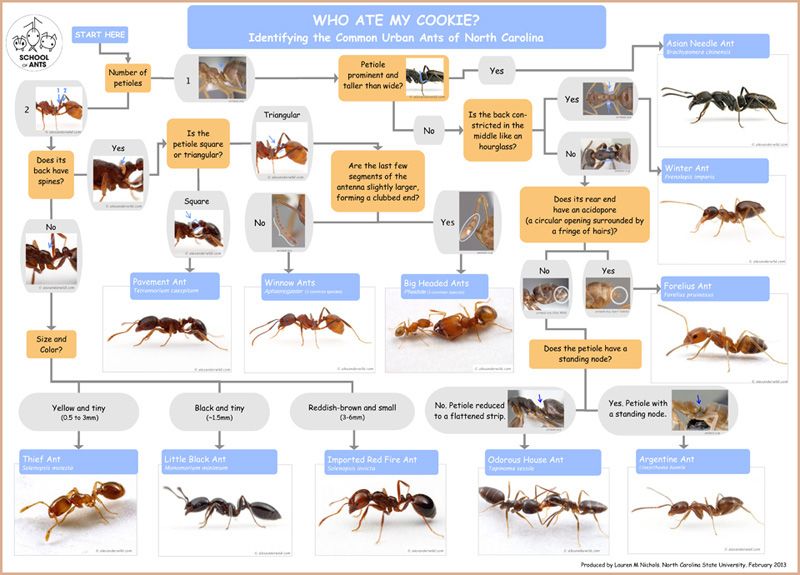 Ant Identification Chart Texas