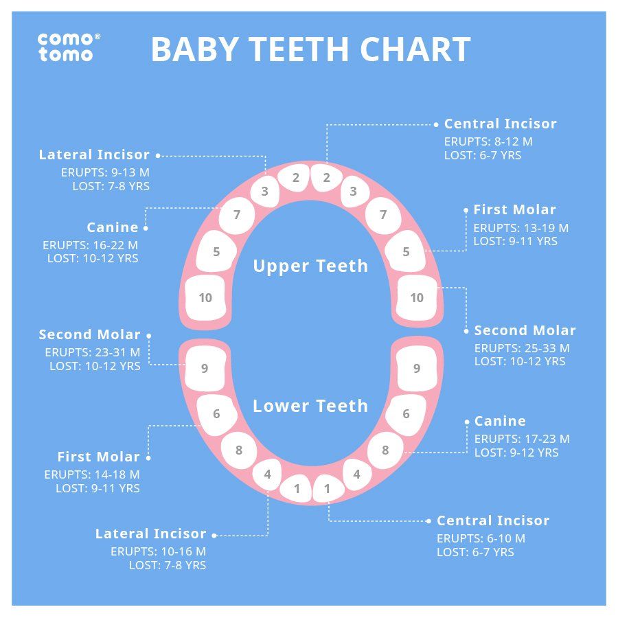 Teeth Number Chart Child