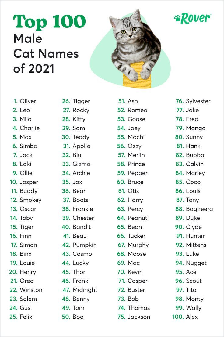 Male Cat Names Unique, Names For Male Cats, Most Popular Cat Names ...