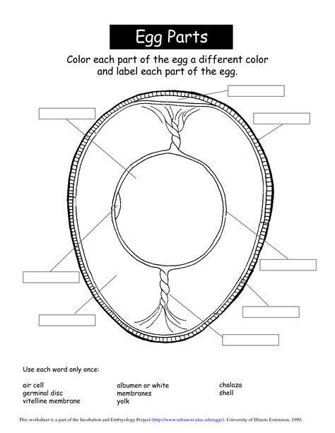 egg lesson … | Family and consumer science, Science education, Ag education