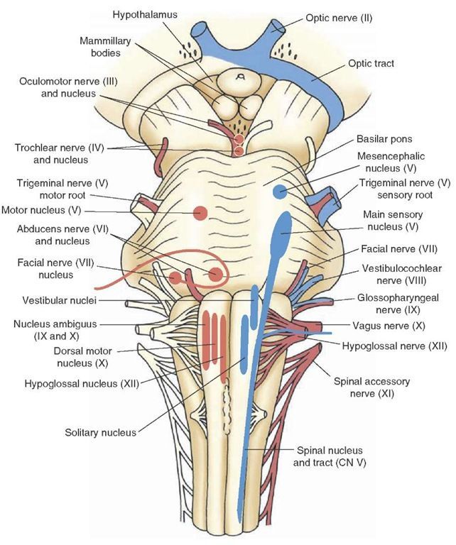 Meddy Bear - Online Medical Community.. find out more! | Nerve anatomy ...