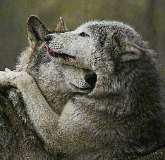 Pin by Pat Chouly on mes amis les loups | Beautiful wolves, Wolf love ...