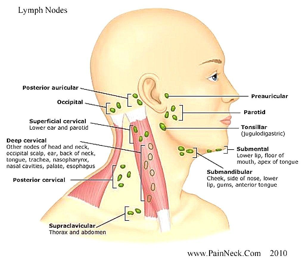 List 95+ Pictures pictures of lymph nodes in neck Sharp