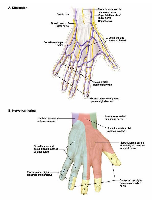 Ovid: Lippincott Williams & Wilkins Atlas of Anatomy Nerve Anatomy ...