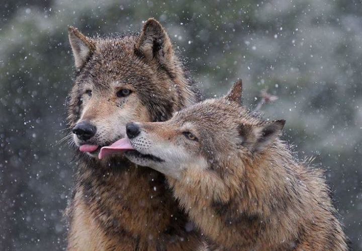 #Wolves: Male wolves are extremely caring and gentle with their female ...