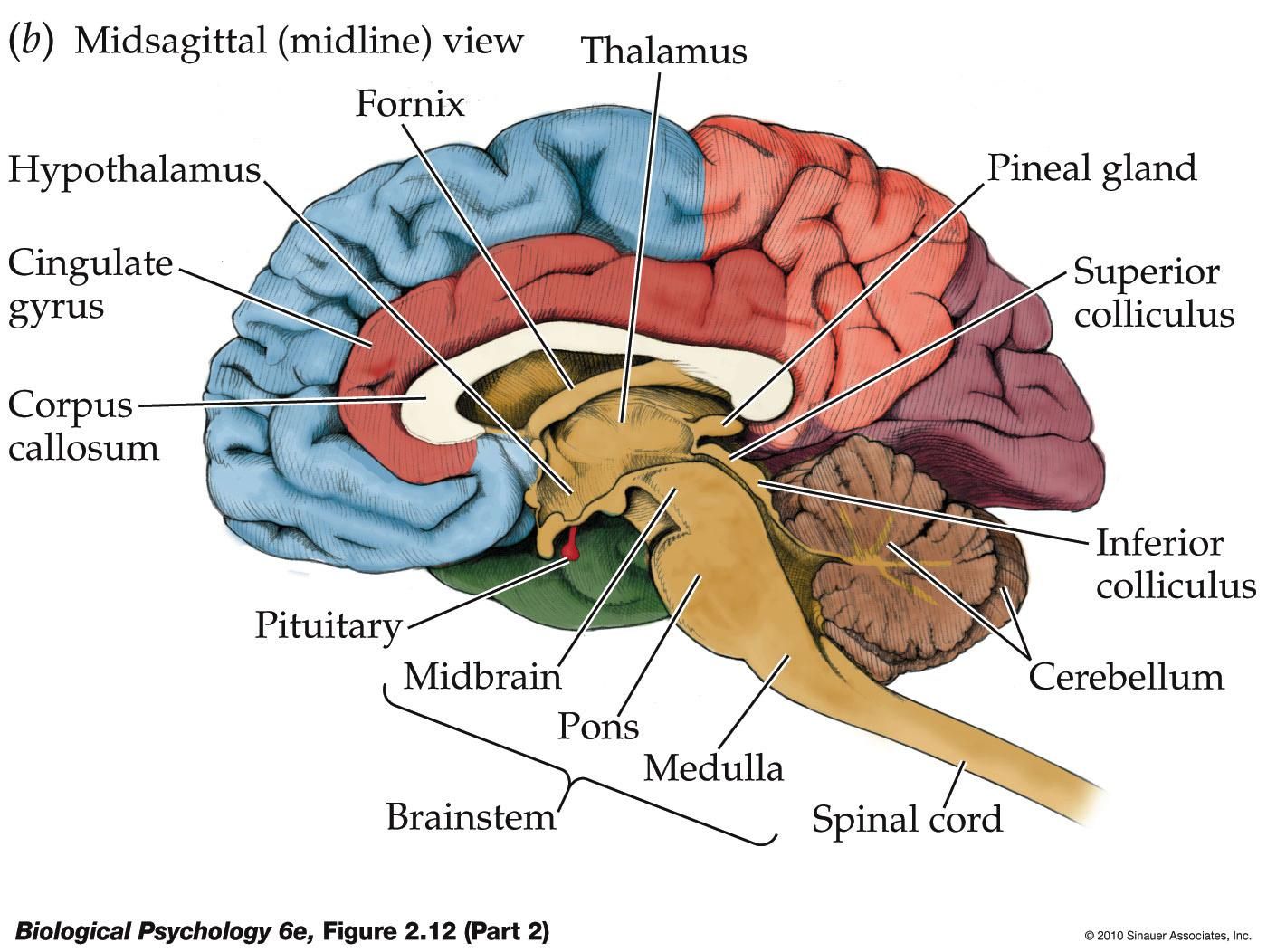 Brain Diagram Amygdala