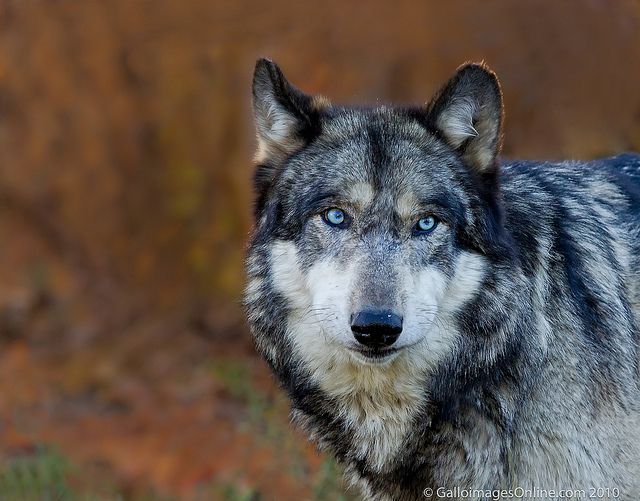 Grey Wolf With Blue Eyes