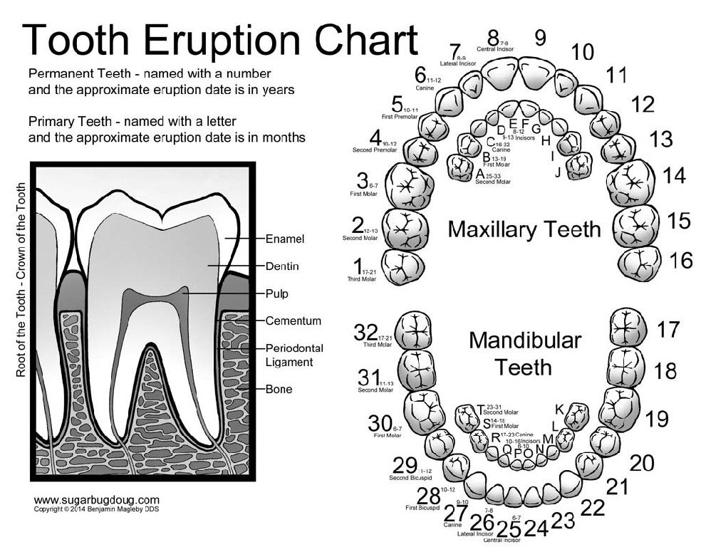 Childrens Teeth Chart Numbers