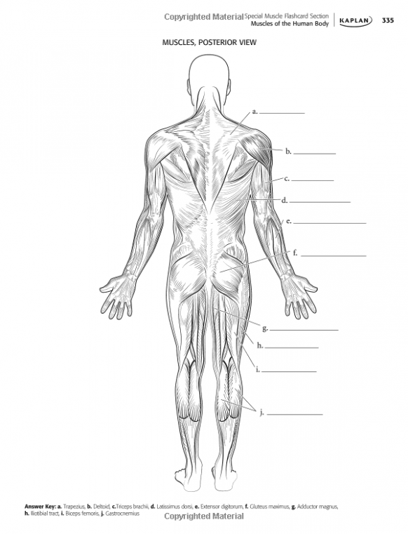 What Makes Kaplan Anatomy Coloring Book So Addictive That You Never ...