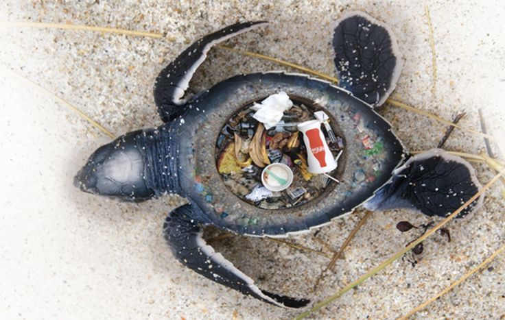 an image of a crab on the beach with trash in it's shell and its tail