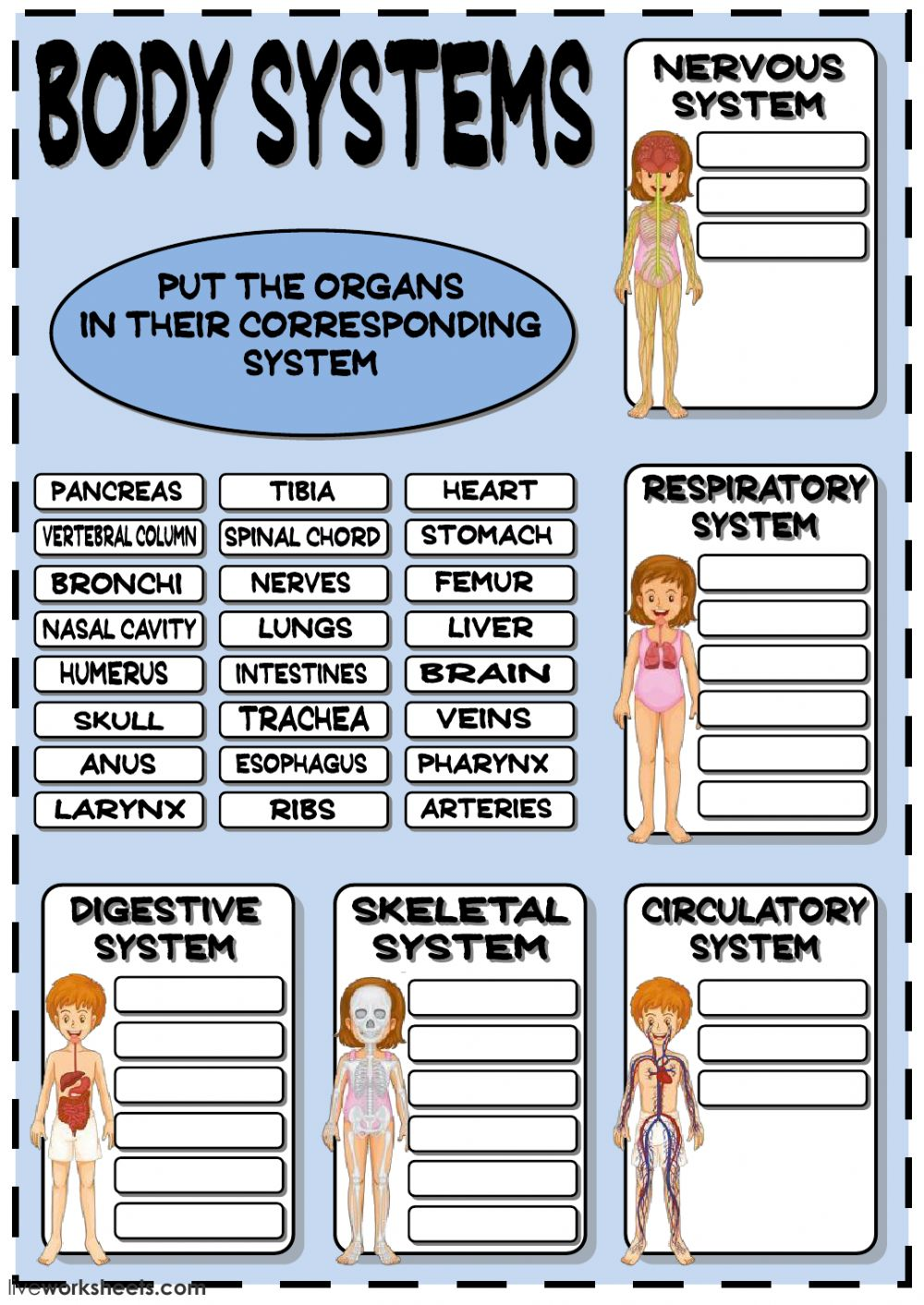 Body systems worksheet – Artofit