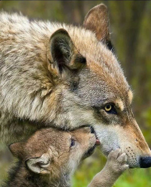 Mami 😍 | Baby wolves, Wolf dog, Cute animals images