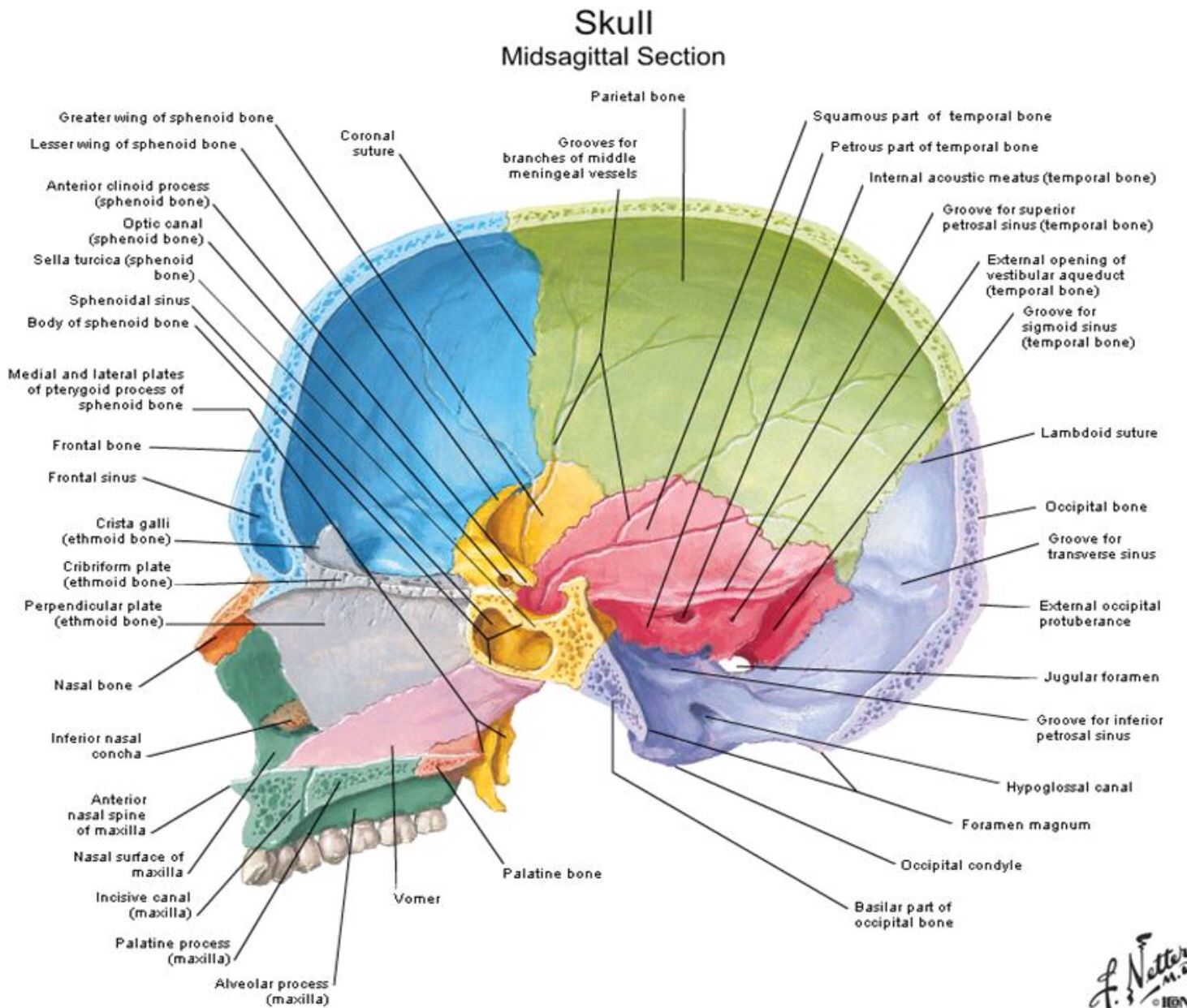 Head Diagram Labeled