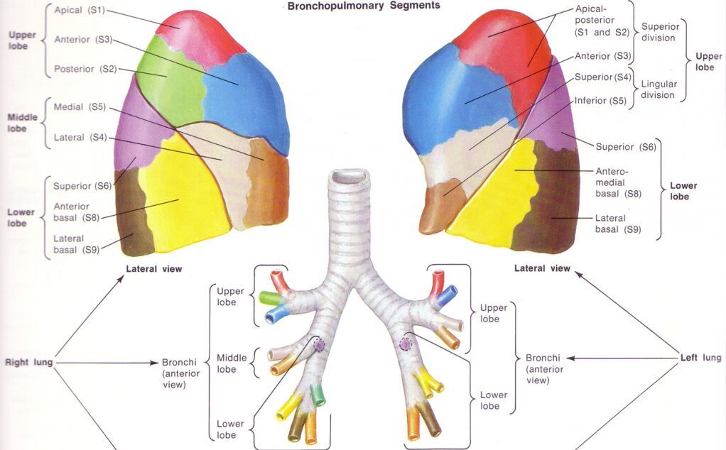 Lung anatomy bronchopulmonary segment - www.anatomynote.com | Lung ...