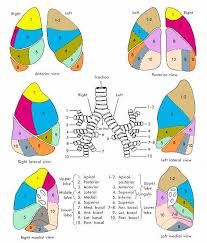 Résultats de recherche d'images pour « lung lobes with segments ...