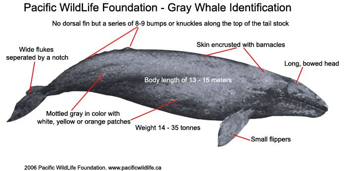 gray whale | Gray whale, Whale facts, Whale