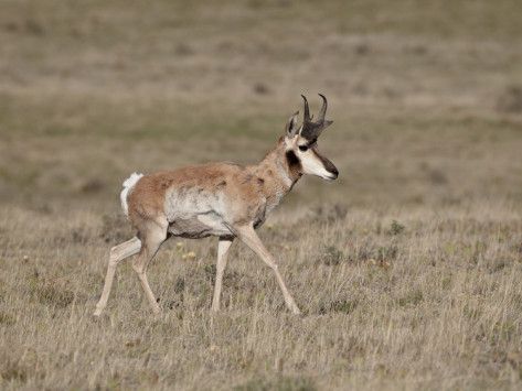 'Male Pronghorn (Antilocapra Americana), Pawnee National Grassland ...