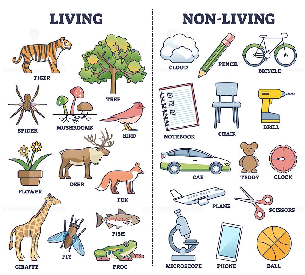 Living Vs Non Living For Kindergarten