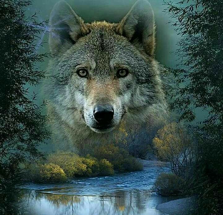 Pin by Patricia Gross on wolves | Wolf spirit animal, Wolf photos, Wolf ...