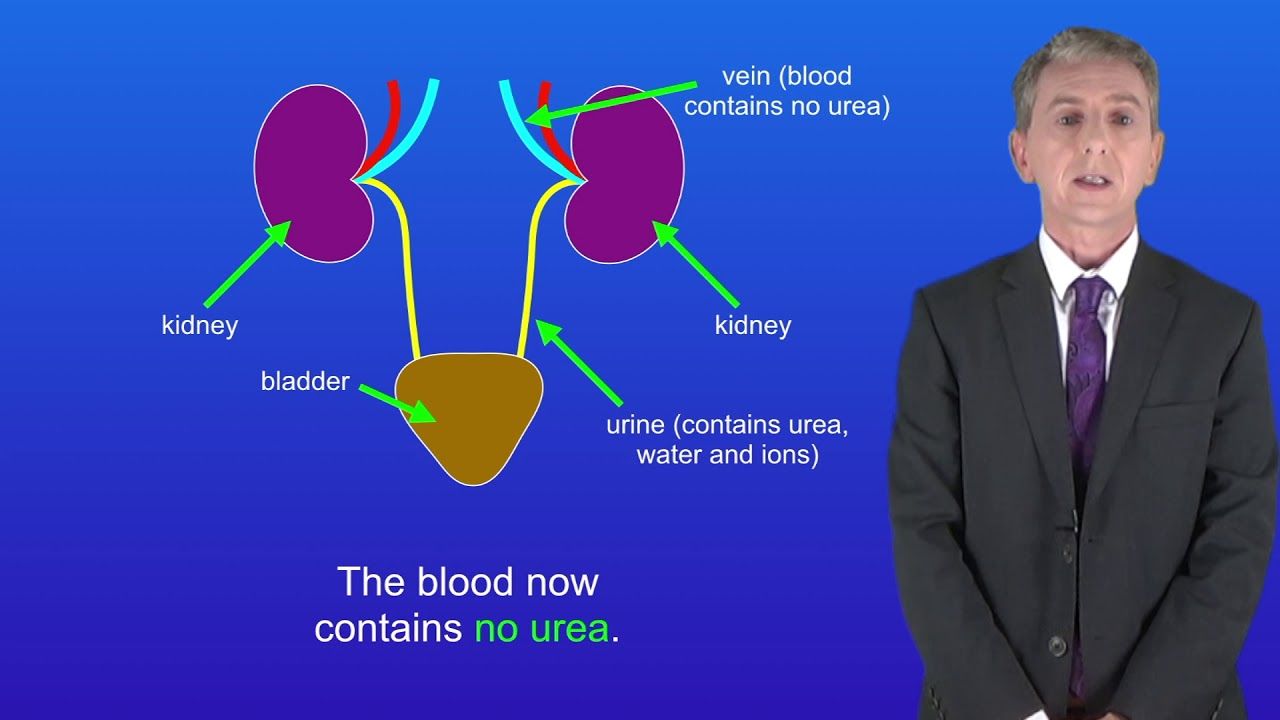 GCSE Science Biology (9-1 Triple) The Kidneys | Gcse science, Science ...