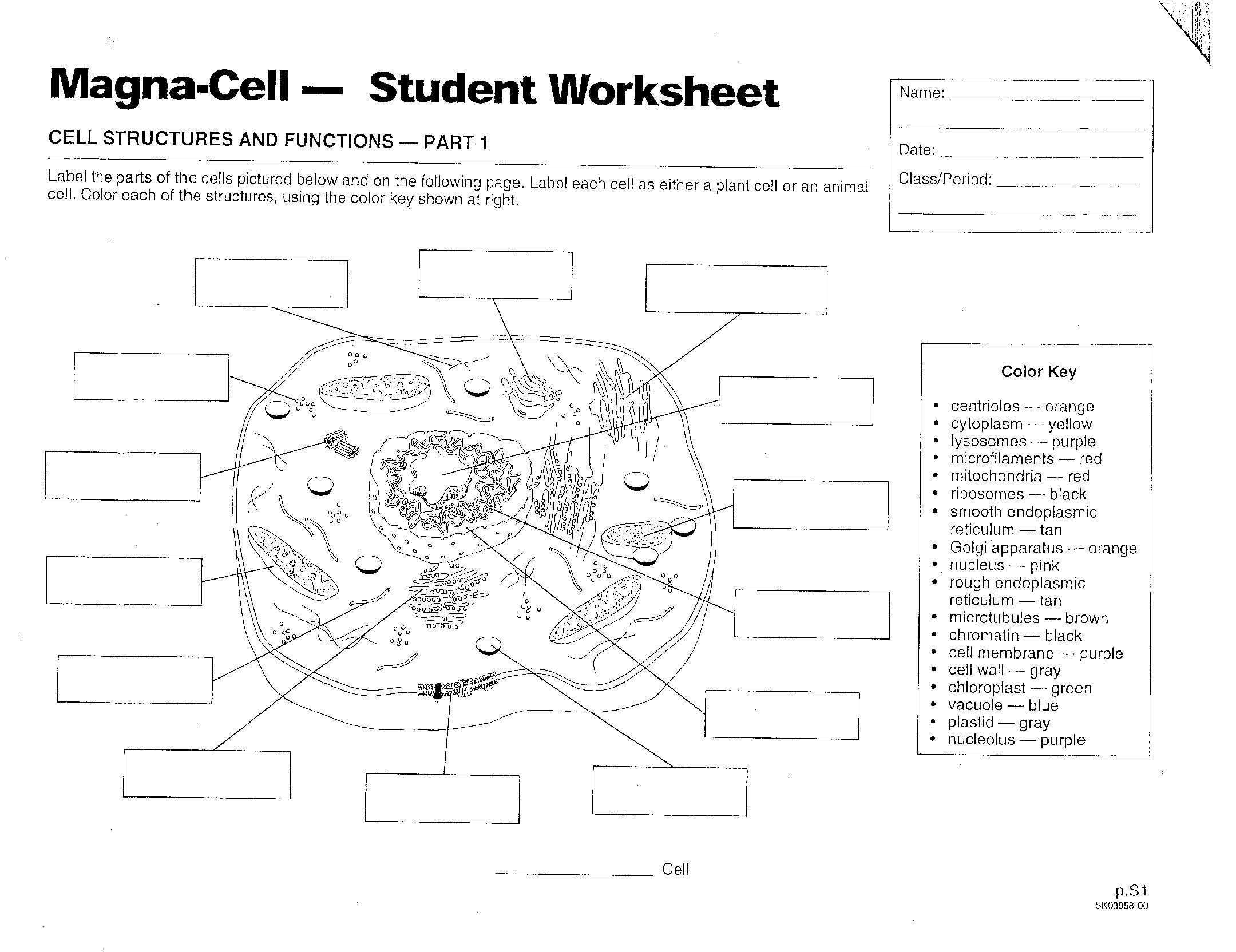 9th Grade Cell Organelles Worksheet