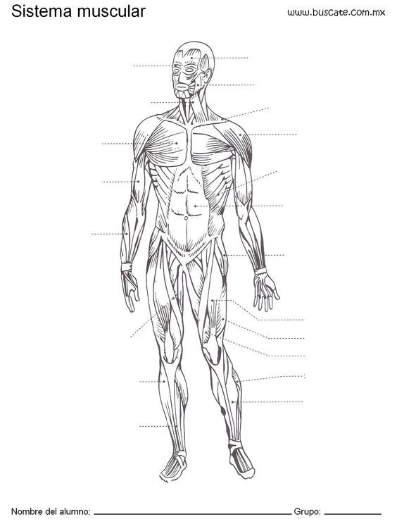 Esquema del sistema muscular humano. Sin los nombres de sus partes ...