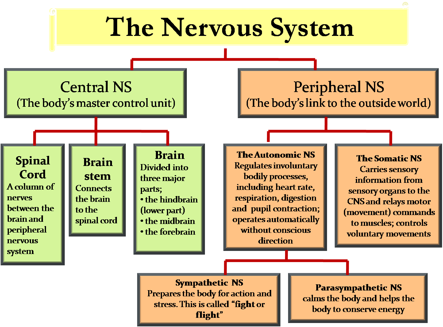 Flow Diagram Showing The Nervous Pathway Peripheral Nervous