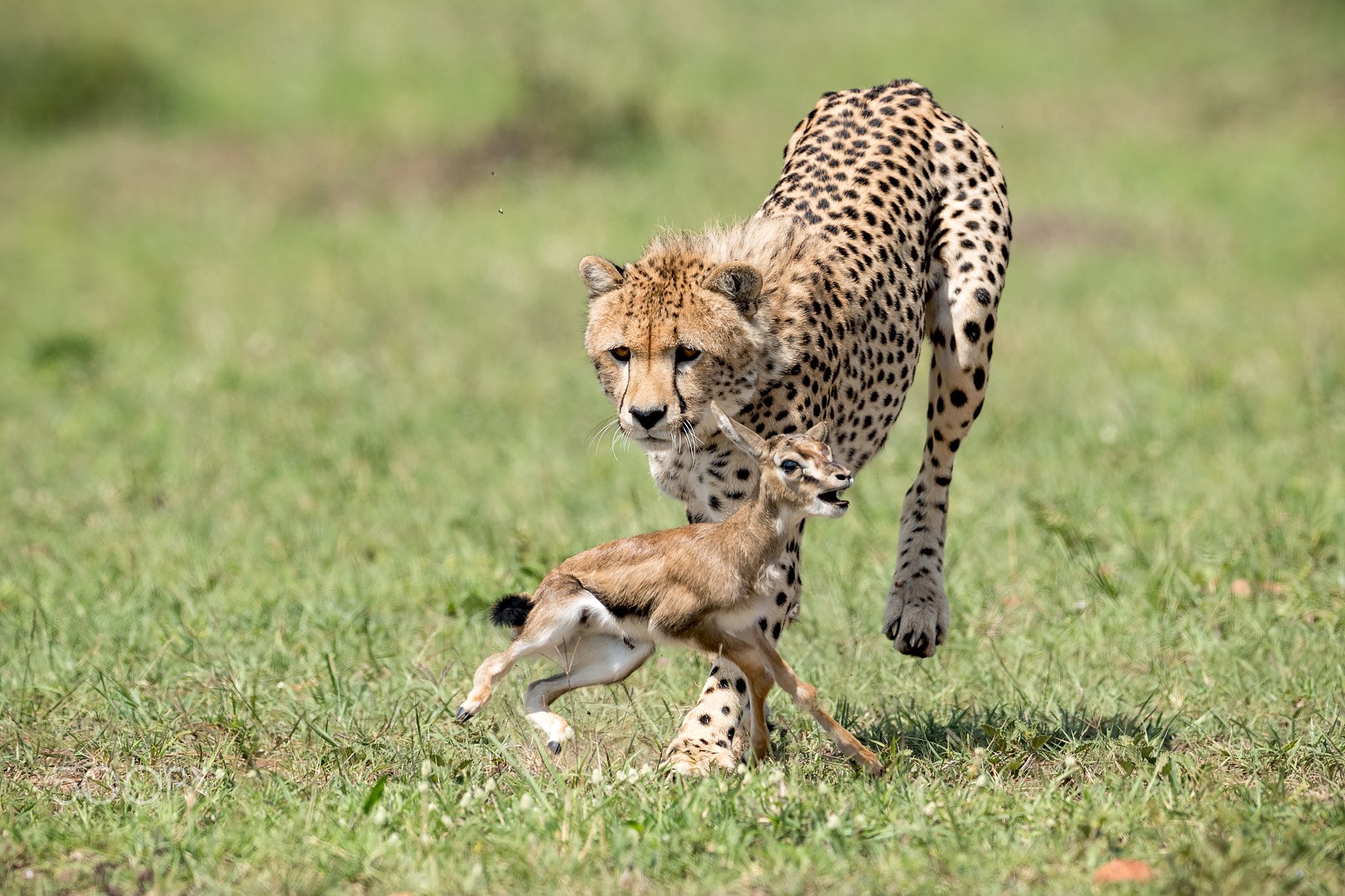 Cheetah & gazelle - Training - A day that I will never forget as this ...