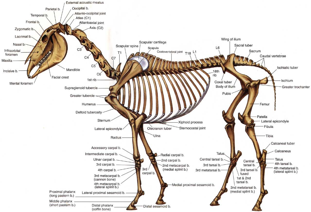 Horse Skeleton | Horse anatomy, Horses, Horse bones