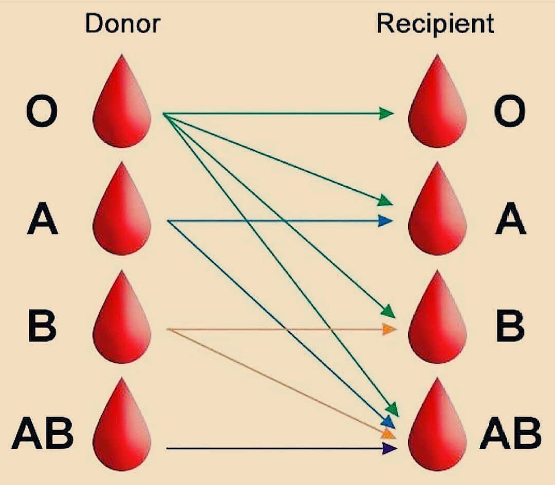 Blood Types And Donors Chart