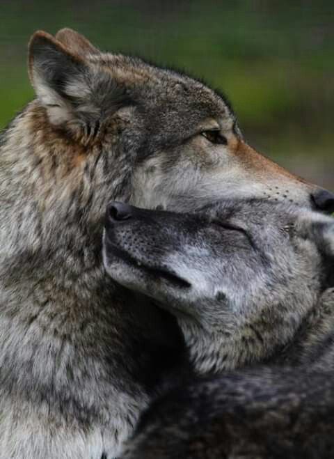 Pin by GnosisHaiku on WOLVES/ MY SPIRIT ANIMAL | Wolf love, Animals ...